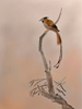 bird drawing