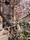 BackBay: Image