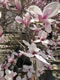 BackBay: Image