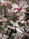 BackBay: Image
