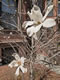 BackBay: Image