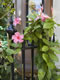 BackBay: Image